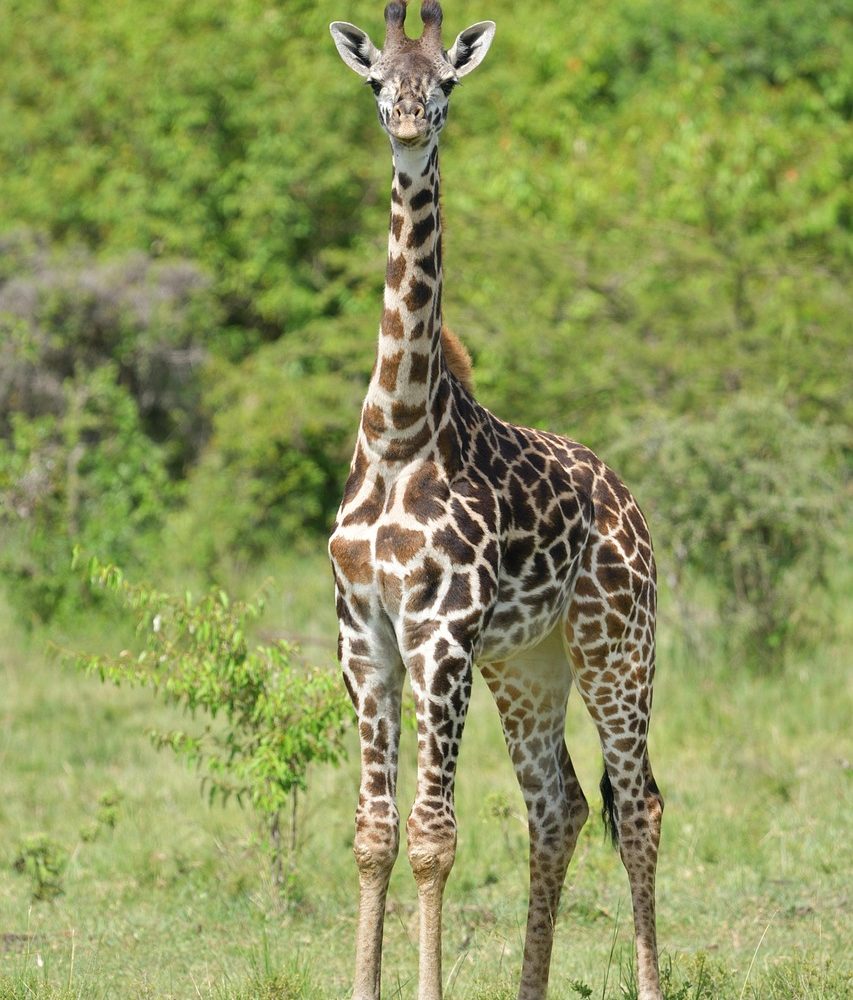 masai-giraffe-7312959_1280